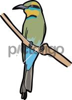 Rainbow Bee Eater