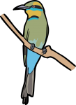 Rainbow Bee Eater