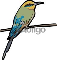 Rainbow Bee Eater