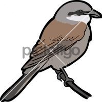 Red Backed Shrike