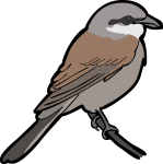 Red Backed Shrike