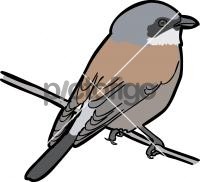 Red Backed ShrikeFreehand Image