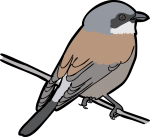 Red Backed Shrike freehand drawings