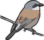 Red Backed Shrike