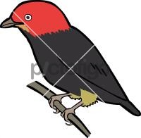 fersken ironi Uegnet Freehand drawing image from Pictofigo for red capped manakin