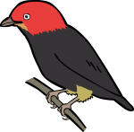 Red Capped Manakin freehand drawings