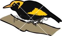 Regent Bowerbird