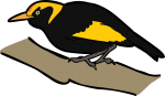 Regent Bowerbird freehand drawings