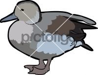 Ringed Teal