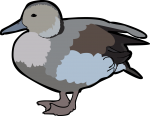 Ringed Teal