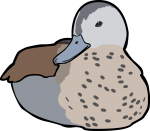 Ringed Teal