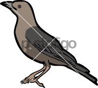 Rufous Tailed LarkFreehand Image