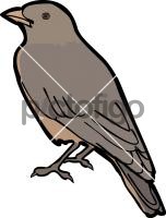 Rufous Tailed LarkFreehand Image