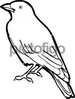 Rufous Tailed LarkFreehand Image