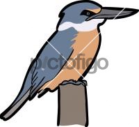 Sacred Kingfisher