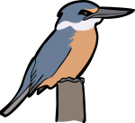 Sacred Kingfisher freehand drawings