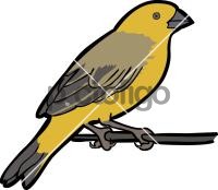 Saffron Finch