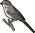 Sage Sparrow