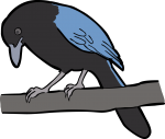 San Blas Jay