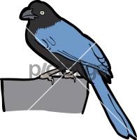 San Blas Jay