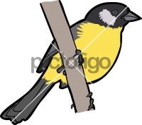 Santa Marta Brush Finch