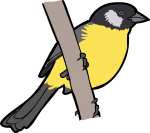 Santa Marta Brush Finch freehand drawings