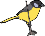 Santa Marta Brush Finch