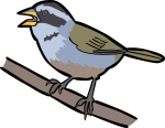 Sao Francisco Sparrow
