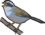 Sao Francisco Sparrow