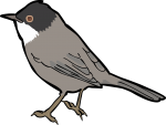 Sardinian Warbler