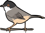 Sardinian Warbler