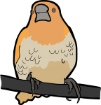 Scaly Breasted Munia