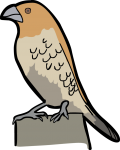 Scaly Breasted Munia freehand drawings