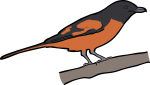 Scarlet Minivet