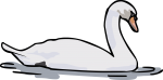 Swan