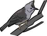 Taiwan Yuhina