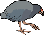 Takahe