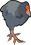 Takahe