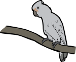 Tanimbar Corella freehand drawings