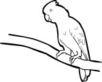 Tanimbar Corella freehand drawings