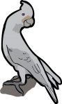 Tanimbar Corella