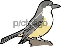 Thick Billed KingbirdFreehand Image