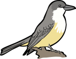 Thick Billed Kingbird