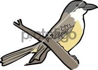 Thick Billed KingbirdFreehand Image