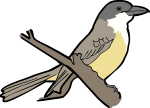 Thick Billed Kingbird freehand drawings