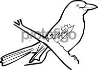 Thick Billed KingbirdFreehand Image