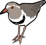 Three Banded Plover