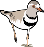 Three Banded Plover