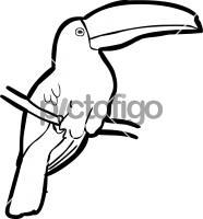 Toco ToucanFreehand Image