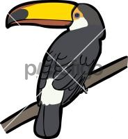 Toco Toucan